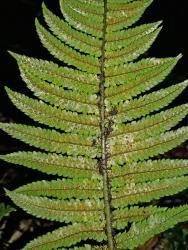 Dryopteris cycadina. Abaxial surface of fertile frond showing narrow, blackish-brown scales, and sori in one or two rows either side of costae.
 Image: L.R. Perrie © Leon Perrie CC BY-NC 3.0 NZ